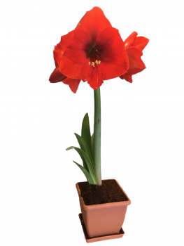 Amaryllis Red Lion Growing Kit- Includes: Red Lion Bulb, Plastic Pot and Saucer, and Growing Medium